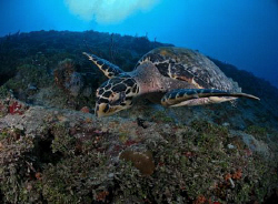 hawksbill turtle  in the Miss Opportunity wreck in St Tho... by Juan Torres 